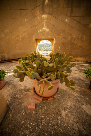 Cactus On Pot Malta Wallpaper