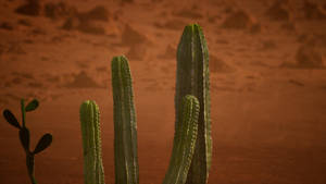 Cactus Plant In Arizona Desert Wallpaper