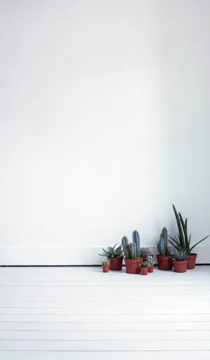 Cactus Plants On A White Floor Wallpaper