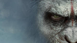 Caesar In War Of The Planet Of The Apes Wallpaper