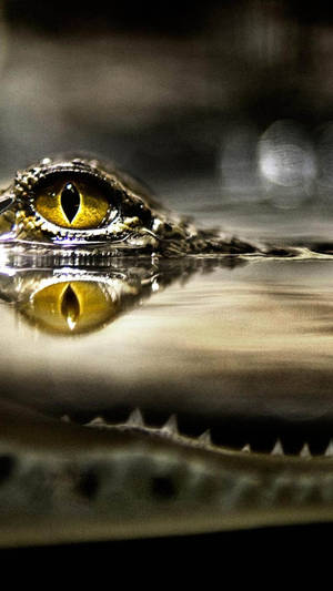 Caiman Eye Reflection Wallpaper