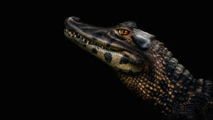 Caiman In Focus Wallpaper