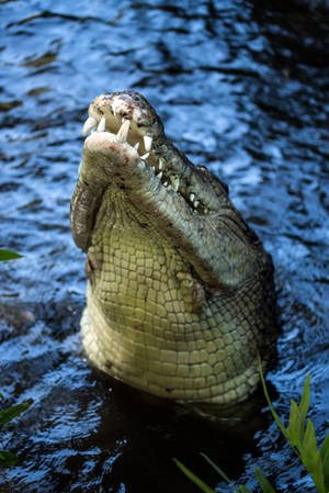 Caiman's Snout Above Surface Wallpaper