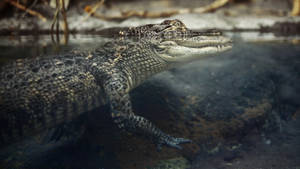 Caiman Submerged Under Water Wallpaper