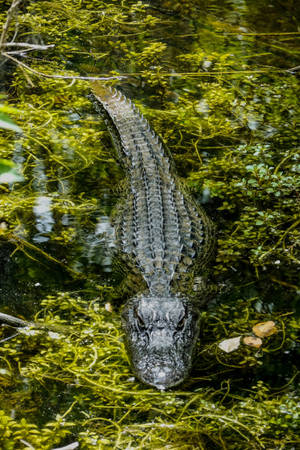 Caiman Swimming In Waters Wallpaper