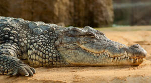 Caiman Waits On Dunes Wallpaper