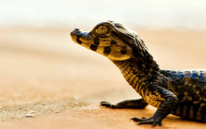 Caiman Walking On Desert Wallpaper