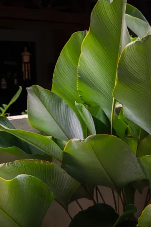 Calathea Lutea Plant Aesthetic Wallpaper
