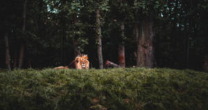 Calm Lion Wild Animal Wallpaper