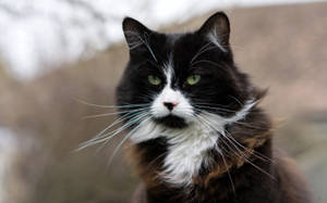 Calm Long-haired Cat Wallpaper