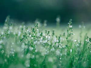 Calm White Green Grass Wallpaper