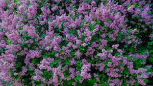 Calming Purple Flowers Wallpaper