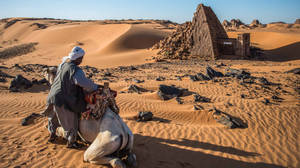 Camel In Sudan Desert Wallpaper
