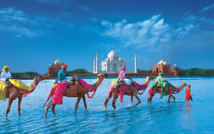 Camel Ride Near Taj Mahal Wallpaper