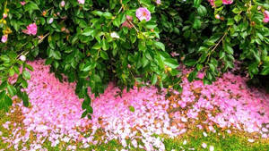 Camellia Sasanqua Fallen Petals Wallpaper
