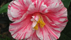 Camellia Sasanqua Flower Beauty Wallpaper