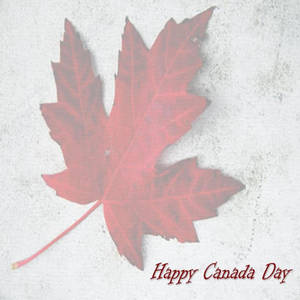 Canada Day Maple Leaf Wallpaper