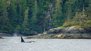Canada's Vancouver Island Orcas Wallpaper