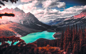 Canadian Rockies Forest Lake Wallpaper