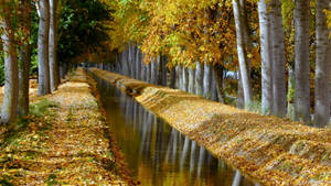 Canal Du Midi Birch Tree Wallpaper