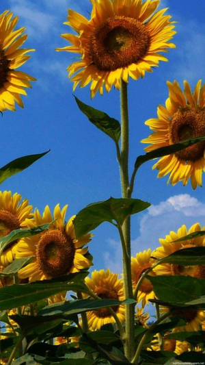 Candid Shot Sunflower Iphone Wallpaper