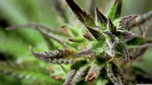 Cannabis Closeup View Wallpaper
