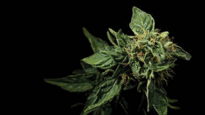 Cannabis Hemp Bud Wallpaper