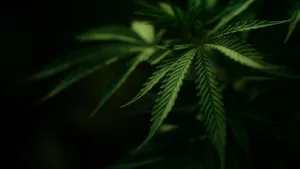 Cannabis Plant In The Dark Wallpaper