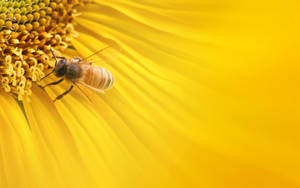 Caption: A Busy Bee Gathering Honey From Blooming Flowers Wallpaper