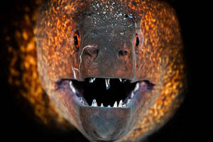 Caption: A Detailed Glimpse Of The Moray Eel Fish Wallpaper