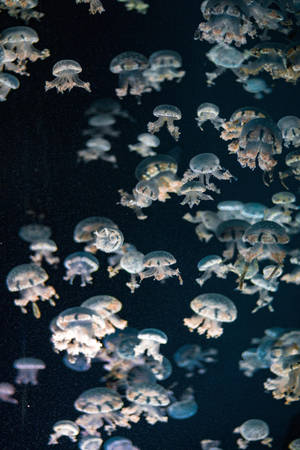 Caption: Captivating Vintage Aesthetic Jellyfish Image For Ipad. Wallpaper