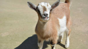 Caption: Delightful Baby Goat Frolicking On The Farm Wallpaper