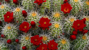 Caption: Exquisite Kingcup Cactus Flower Wallpaper