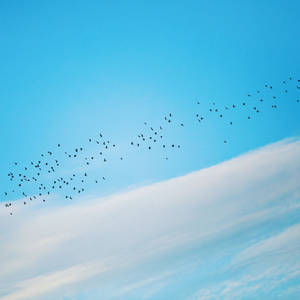 Caption: Freedom Embodied - Birds In Flight Wallpaper