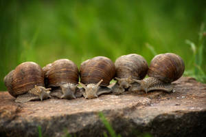 Caption: Group Of Burgundy Snails In Their Natural Habitat Wallpaper