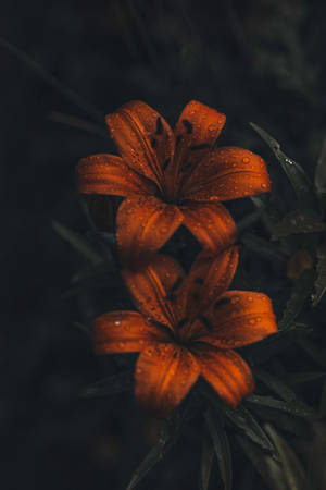 Caption: Intricate Beauty Of Tiger Lily Flowers In 4k On Iphone 11 Pro Wallpaper