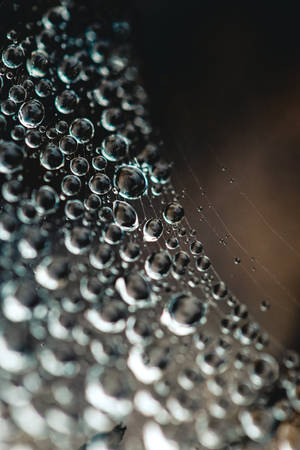 Caption: Intricate Spiderweb Gleaming With Morning Dew Wallpaper