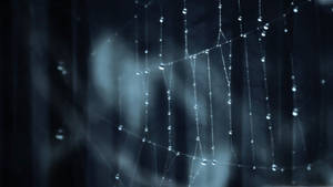 Caption: Majestic Dew Drops On Spider Web Wallpaper