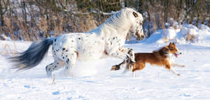 Caption: Majestic Running Horse In Open Field Wallpaper