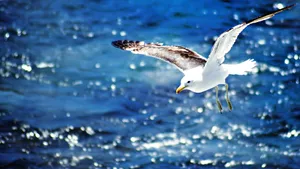 Caption: Majestic Seagull Soaring Across A Sunlit Sky Wallpaper