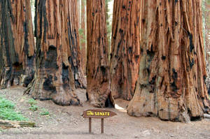 Caption: Majestic Tree Cluster Near Enter Footpath Sign Inside Sequoia National Park Wallpaper