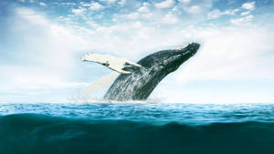 Caption: Majestic Whale Submerging From The Ocean Depths Wallpaper
