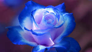 Caption: Mystical Blue Rose Wallpaper