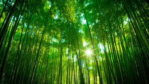 Caption: Serene Bamboo Forest Iphone Wallpaper Wallpaper