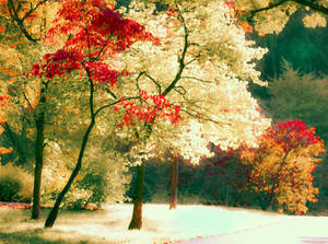 Caption: Serene Colors Of Nature: A Fusion Of White And Red Trees Wallpaper