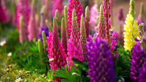 Caption: Serene Vibrancy: A Stunning Display Of Nature's Colors Wallpaper
