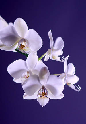 Caption: Serenity In Bloom - Elegant White Orchid Flowers Wallpaper