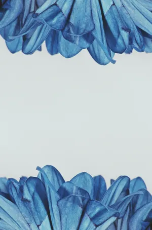 Caption: Splendid Blooming Blue Flowers Background Wallpaper