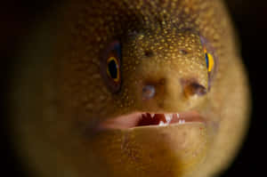 Caption: Stunning Underwater View Of A Moray Eel In Its Natural Habitat Wallpaper