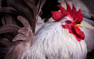 Caption: Stunning White Rooster Flaunting Black Sickle Feathers Wallpaper